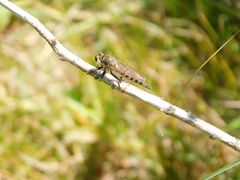 Promachus vertebratus