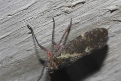 Copidocephala viridiguttata