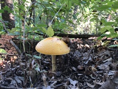 Amanita chrysoblema