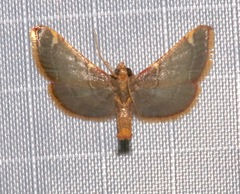 Hypsopygia