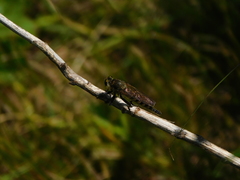 Promachus vertebratus