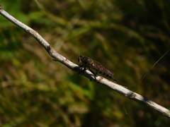 Promachus vertebratus