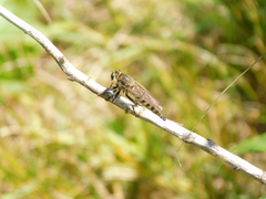 Promachus vertebratus