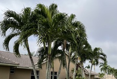 Ptychosperma elegans