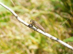 Promachus vertebratus