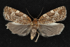 Choristoneura fumiferana