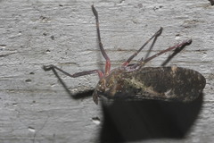 Copidocephala viridiguttata