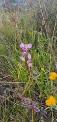 Diuris dendrobioides