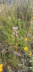 Diuris dendrobioides