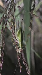Oecanthus texensis