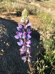 Lupinus benthamii