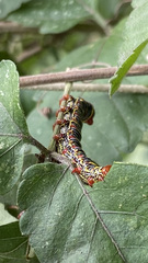 Didugua argentilinea