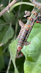 Didugua argentilinea