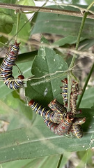 Didugua argentilinea