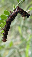Didugua argentilinea