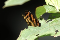 Symbrenthia hypselis