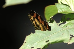 Symbrenthia hypselis