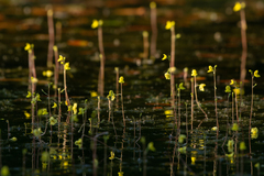 Utricularia aurea