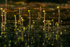 Utricularia aurea