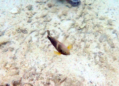 Chrysiptera biocellata