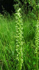 Platanthera huronensis