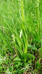 Platanthera huronensis