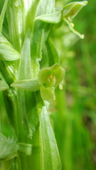 Platanthera huronensis