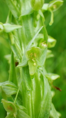 Platanthera huronensis
