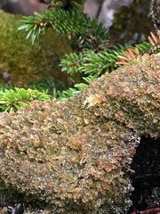 Marchantiophyta