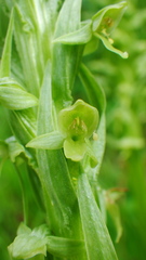 Platanthera huronensis