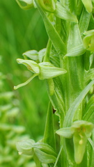 Platanthera huronensis