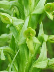Platanthera huronensis