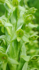Platanthera huronensis