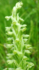 Platanthera huronensis