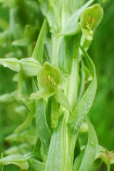 Platanthera huronensis