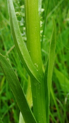 Platanthera huronensis