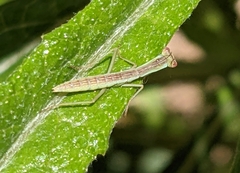 Orthodera