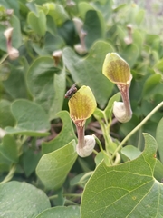 Aristolochia argentina
