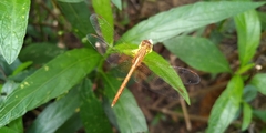 Neurothemis intermedia