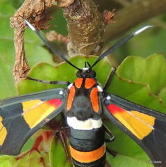 Euchromia amoena