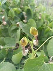 Aristolochia argentina