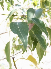 Brachychiton populneus populneus