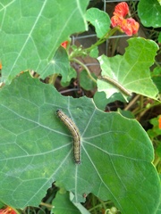 Ascia monuste monuste