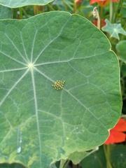 Leptophobia aripa