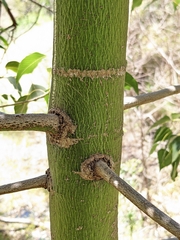 Brachychiton populneus populneus