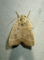 Ipimorpha pleonectusa