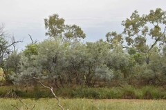 Acacia stenophylla