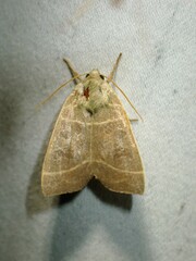 Ipimorpha pleonectusa