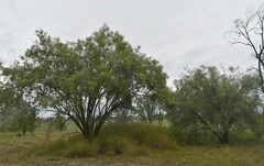 Eremophila bignoniiflora