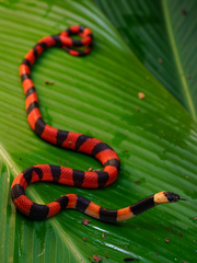Oxyrhopus petolarius